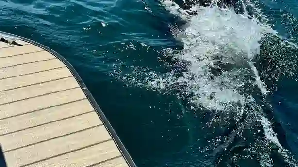 Lone Killer Whale Sighted Off Nova Scotia Coast