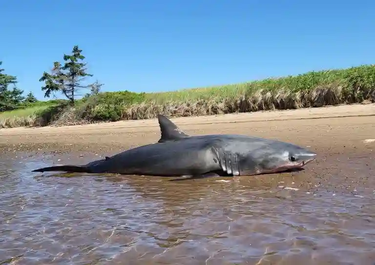 Great White Shark Found in Nova Scotia