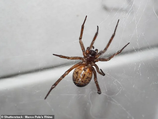 False Widow Spider Bites Rise in UK: Risks and Safety Tips