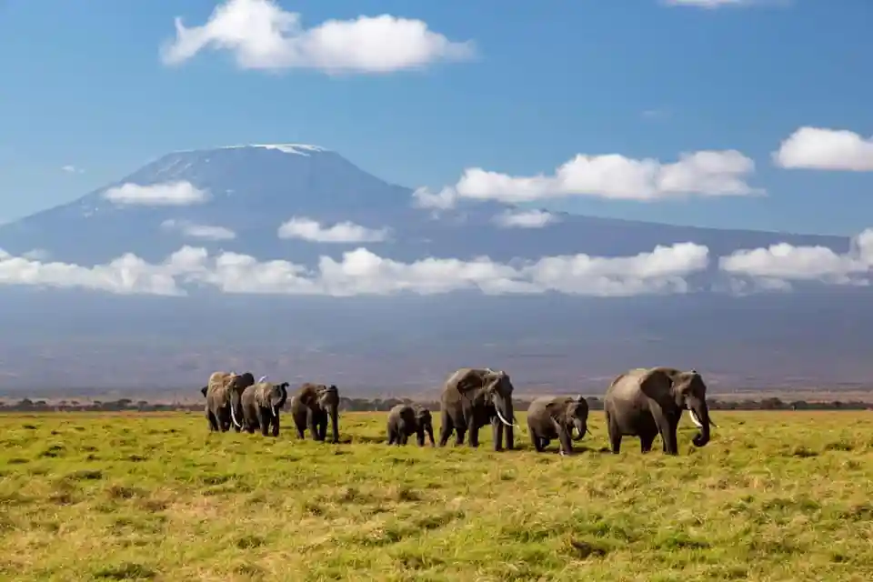 Kenya Probes Mysterious Elephant Deaths in Amboseli