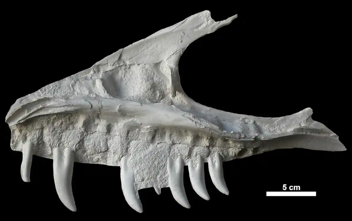 Gorgosaurus Skull Discovery Sheds Light on T. Rex Ancestor