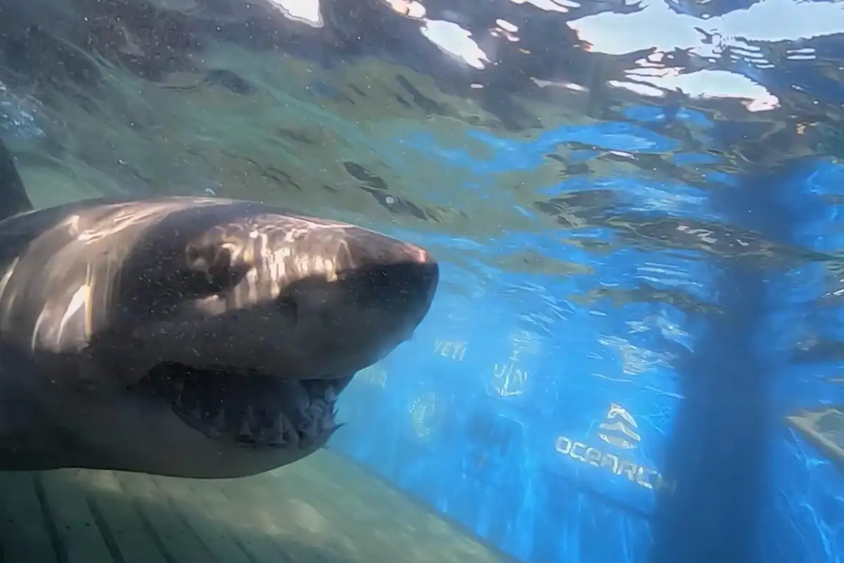Great White Shark's Florida Ping Puzzles Scientists