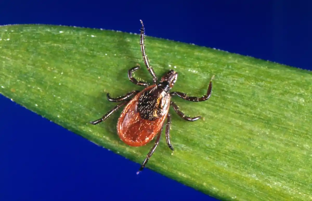 Tick Season 2024: How to Stay Safe as Lyme Cases Surge